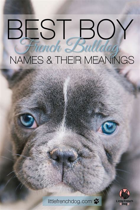 fat french bulldog names|unique french bulldog names boy.